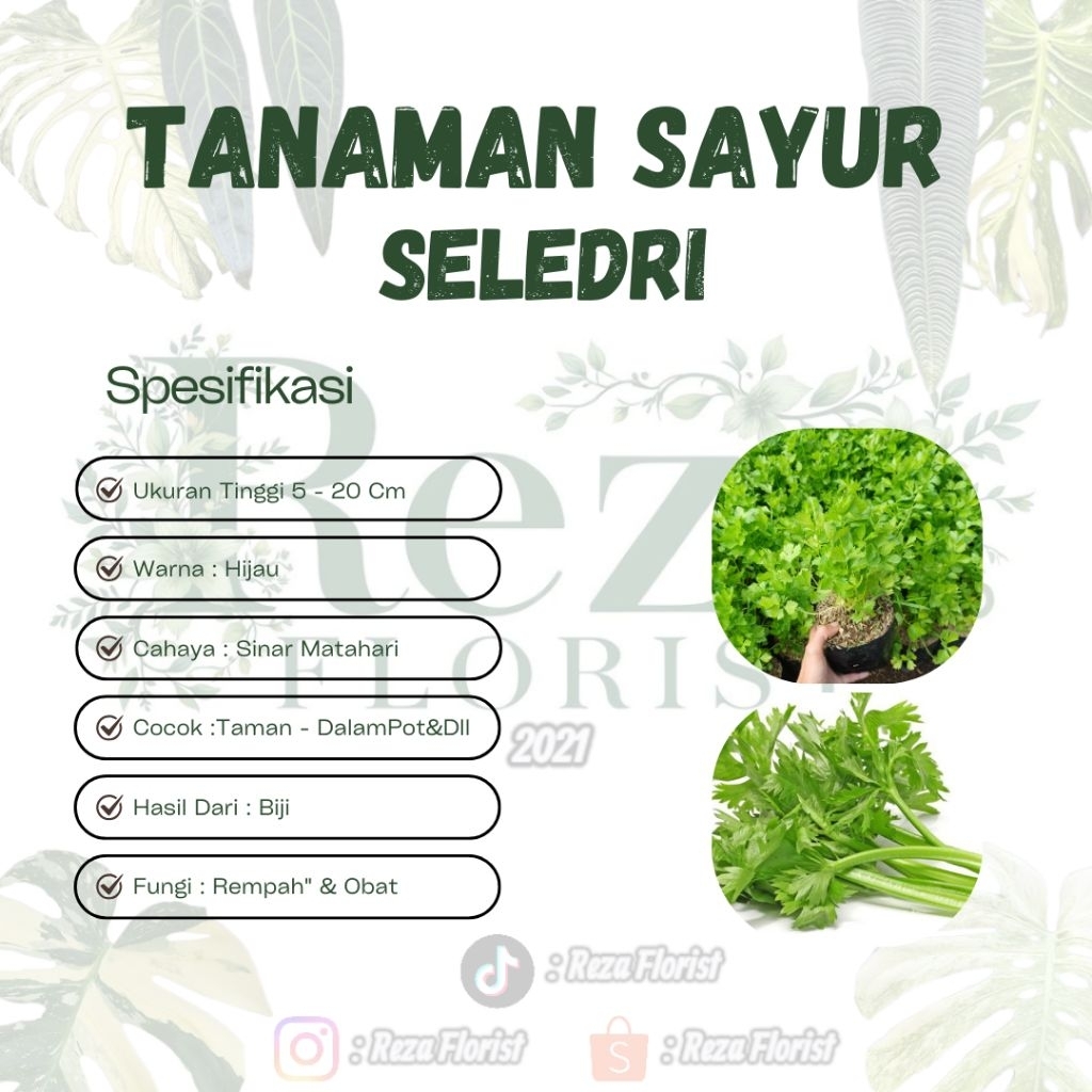 Bibit Tanaman Sayur Daun Seledri - Seledri
