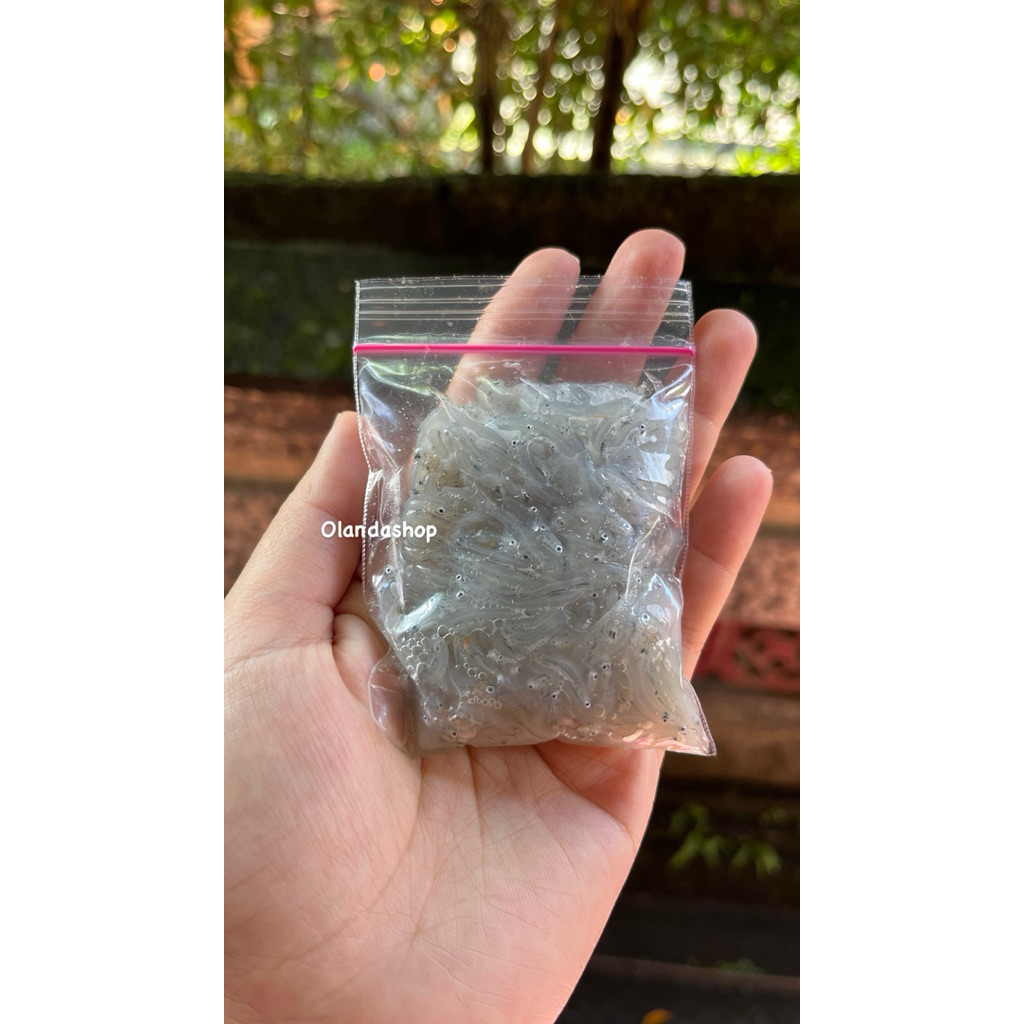 Ikan Teri Nasi Basah Mpasi