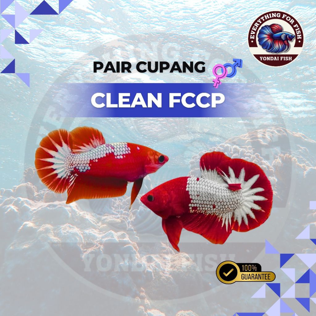 [PAIR] Cupang Clean FCCP | TOP GRADE | BEST COLOR | TOP QUALITY