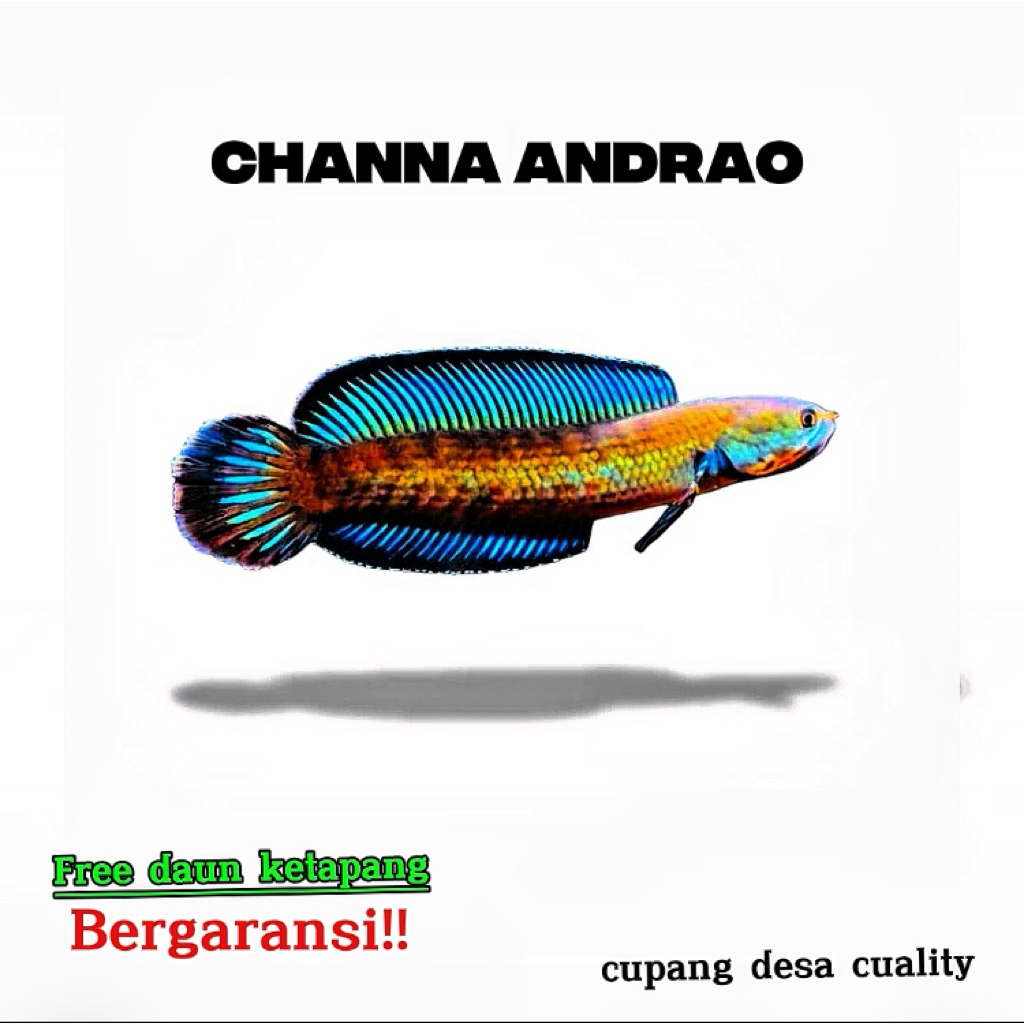 Channa andrao single tank ukuran 6-7cm free stiker