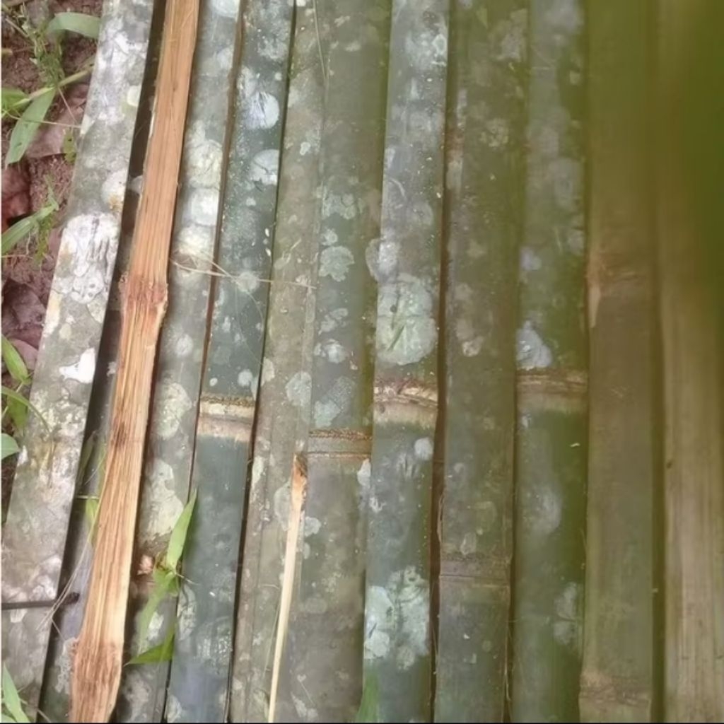 Bilah bambu petung panjang 1 meter/bambu kuat /bambu tebal