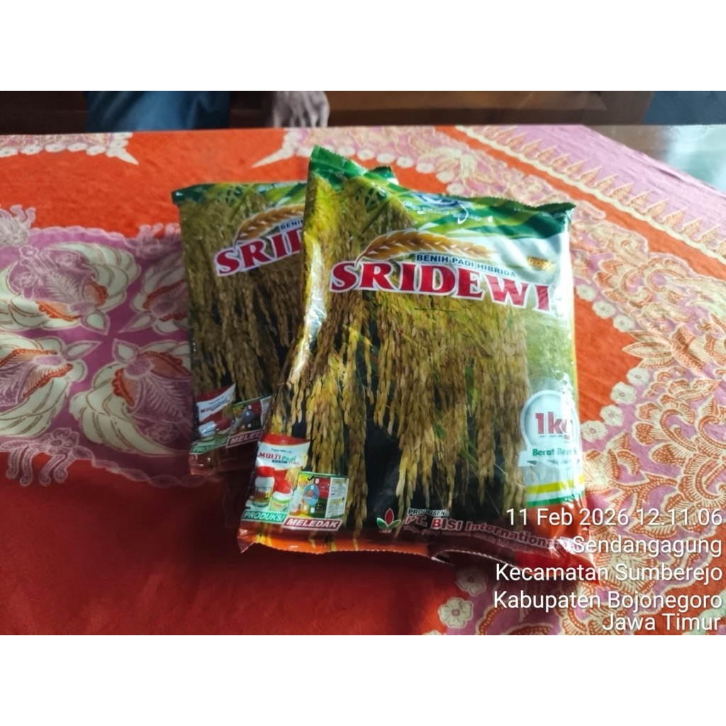 BIBIT/BENIH PADI SRIDEWI kemasan 1kg
