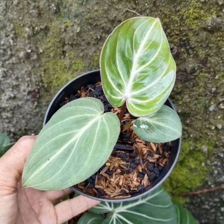 Philodendron Gloriosum White Veins Ekonomis 2-4  Daun Small