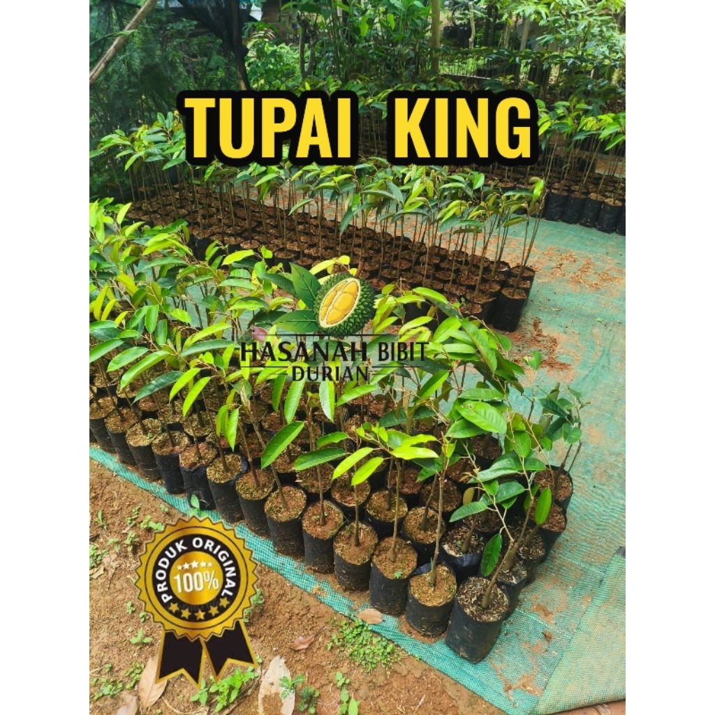 BIBIT DURIAN TUPAI KING Packing KAYU