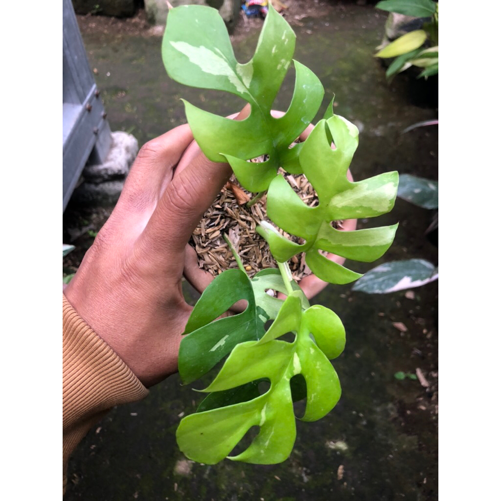 Tanaman Hias Monstera Tetrasperma variegata / Monstera Mini Variegata