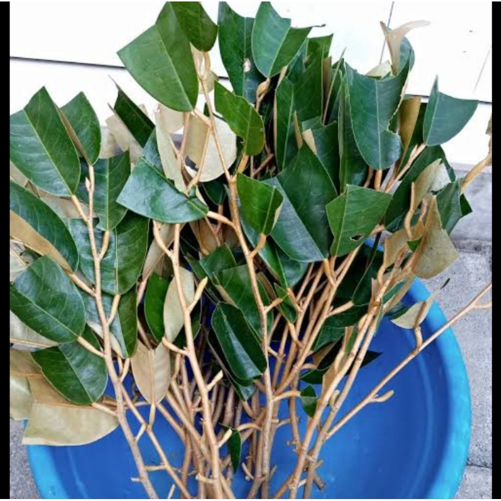 Entres durian bawor kualitas terbaik 10pcs