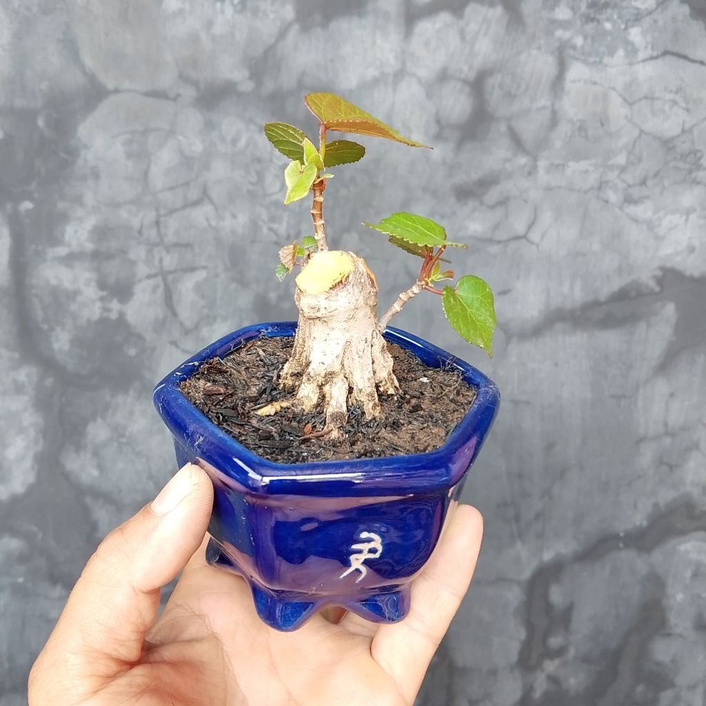 Bahan bonsai shito mame waru Taiwan