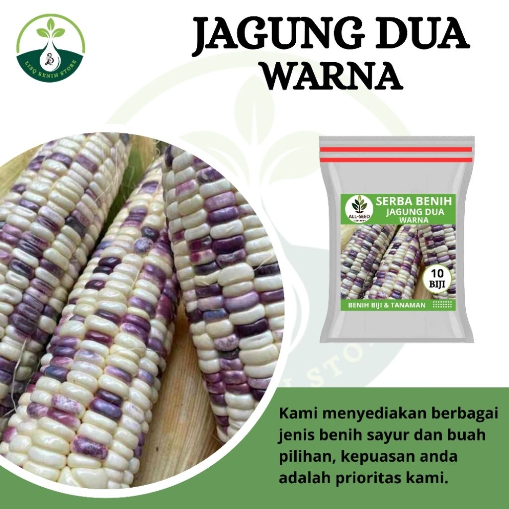 { 10 BIJI } Benih jagung dua warna / bibit jagung / jagung putih ungu / bibit jagung putih ungu
