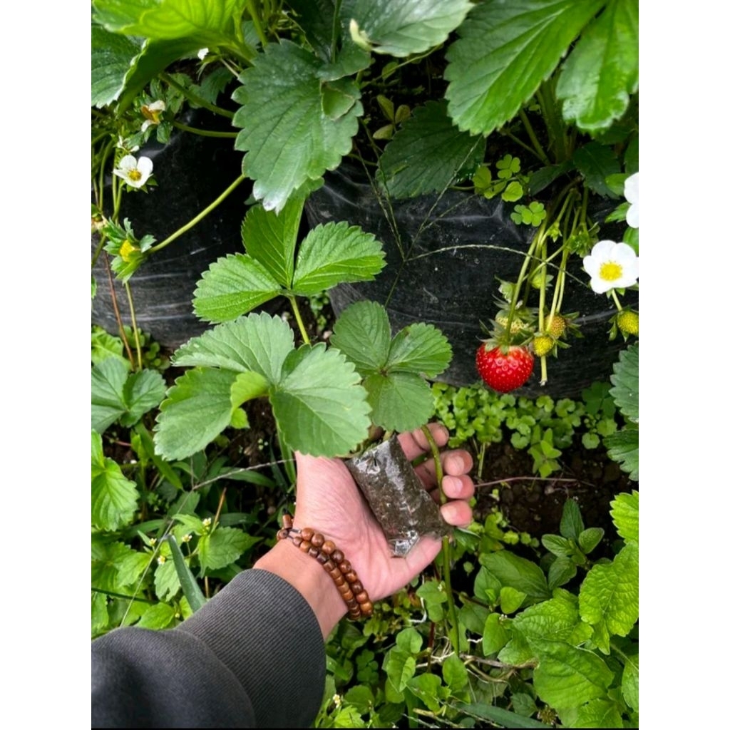 Rumah Bibitt - bibit strawberry unggul