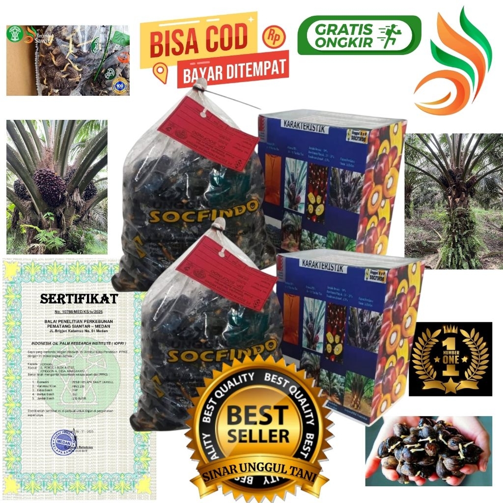 bibit benih kecambah sawit unggul SOCFINDO+Bersertifikat resmi isi 250 butir