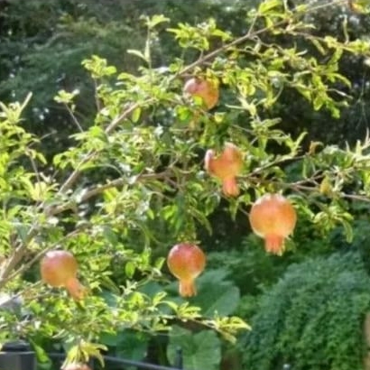 Bibit Delima Merah Jumbo Jumbo