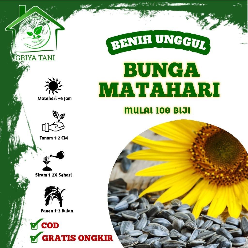 Benih Bunga Matahari Jumbo - Bunga Besar & Mudah Tumbuh Benih Unggulan