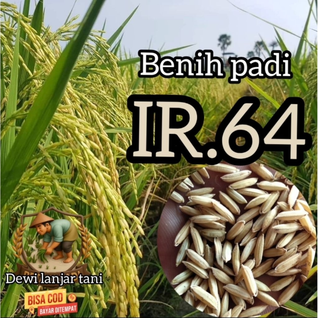 BENIH PADI IR 64 SUPER KEMASAN 1KG