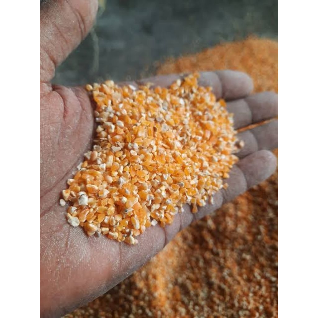 1kg Jagung  Bersih giling Kasar Kering
