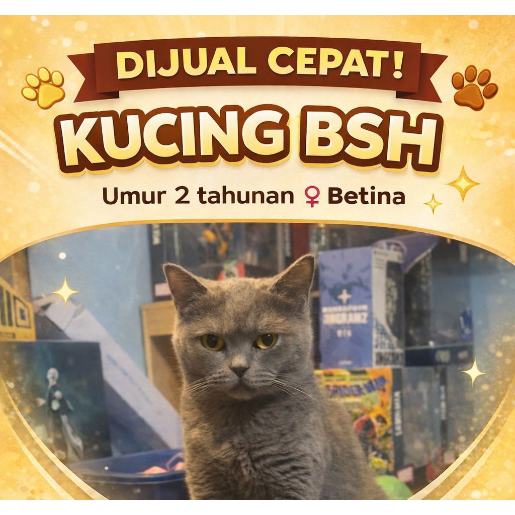 Kucing BSH