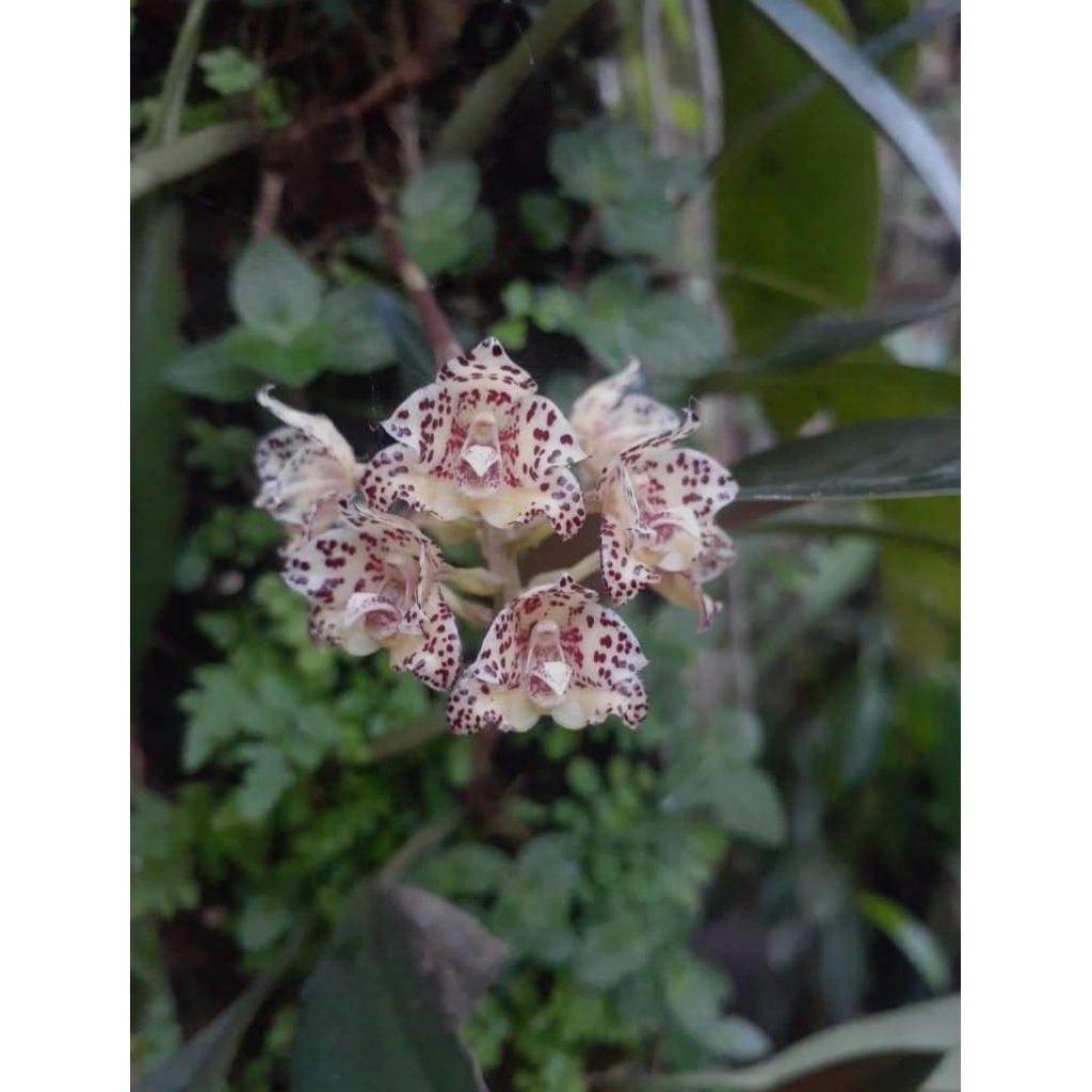 bulbopyllum refractiligue /anggrek/Orchids/flowers/tanamanhias