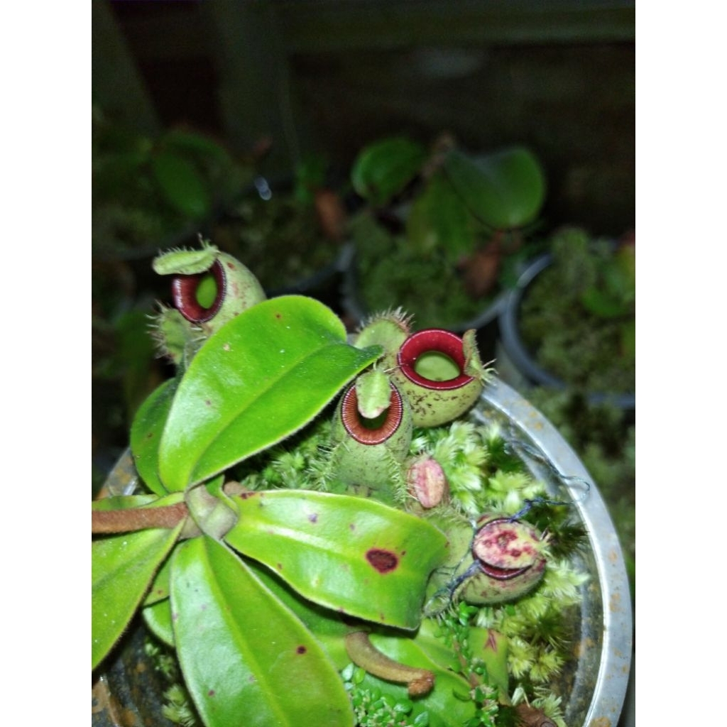 nepenthes