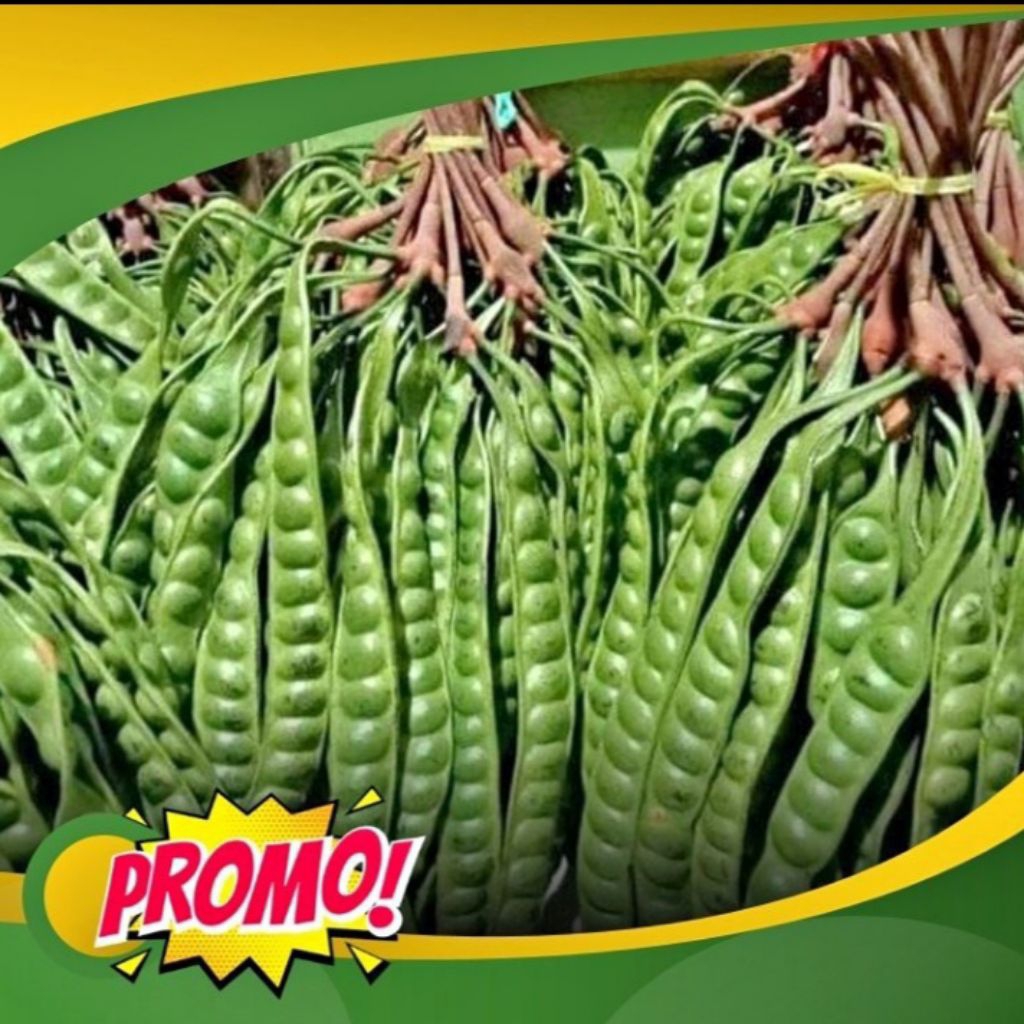 pete super tua 10 papan. petai tua segar per ikat. pete murah 10 papan.