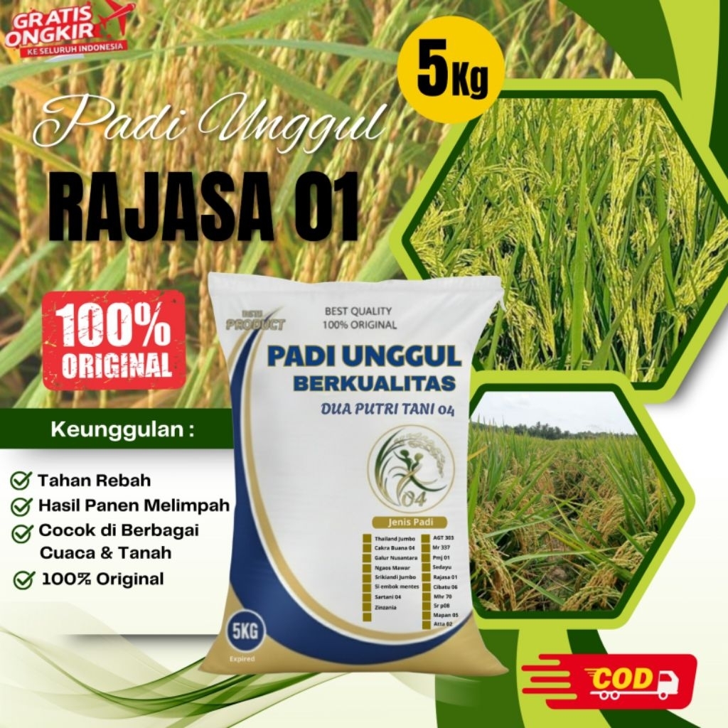 bibit PADI RAJASA 01 kemasan 5kg
