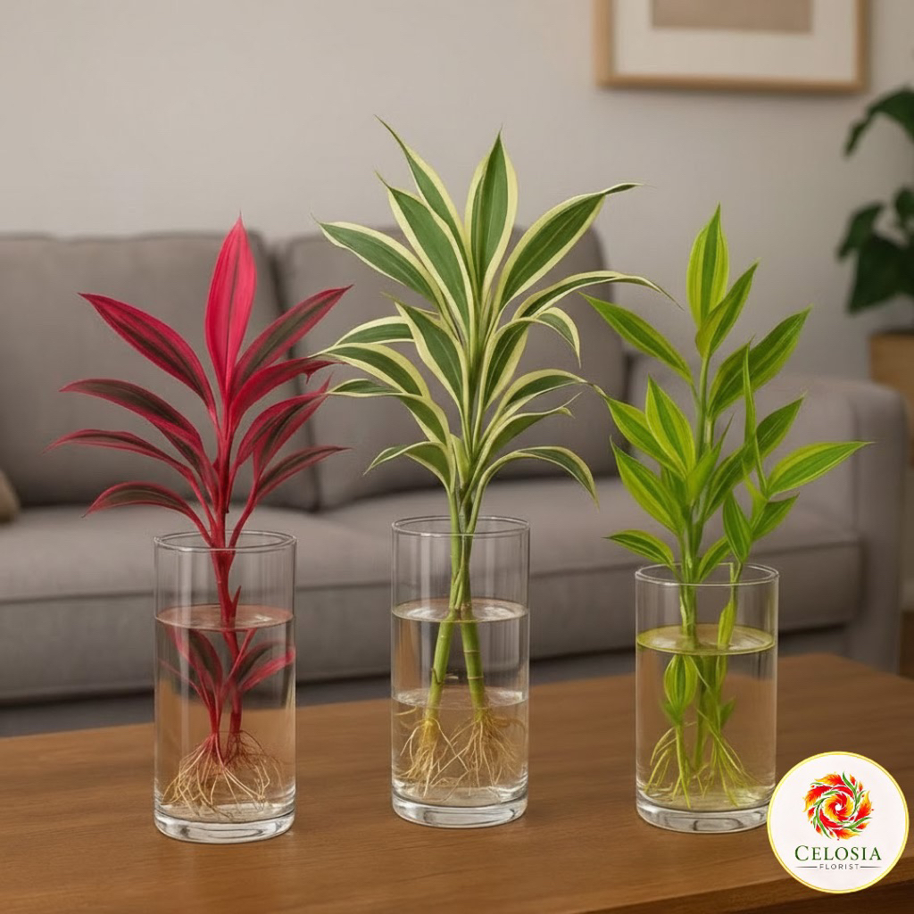 Paket 3 tanaman media air bambu hoki - tanaman bambu hoki merah - tanaman bambu hoki variegata - tan