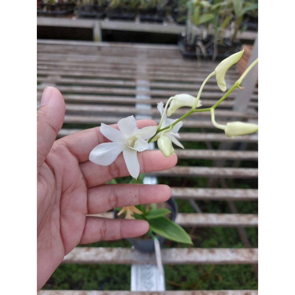 anggrek dendrobium larat alba berbunga putih murah promo