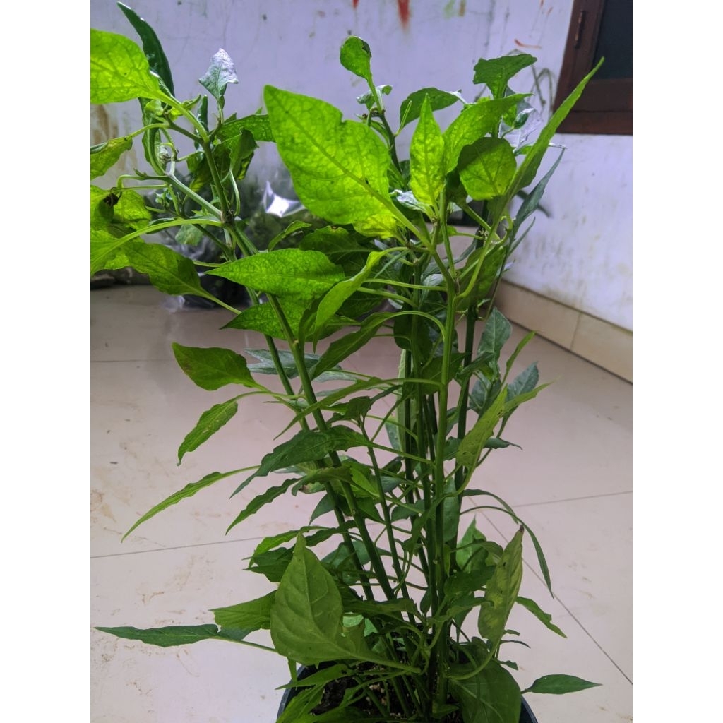 Pohon Bibit Cabe Rawit Kecil / Pohon Cabe Rawit Kecil / Bibit Cabe