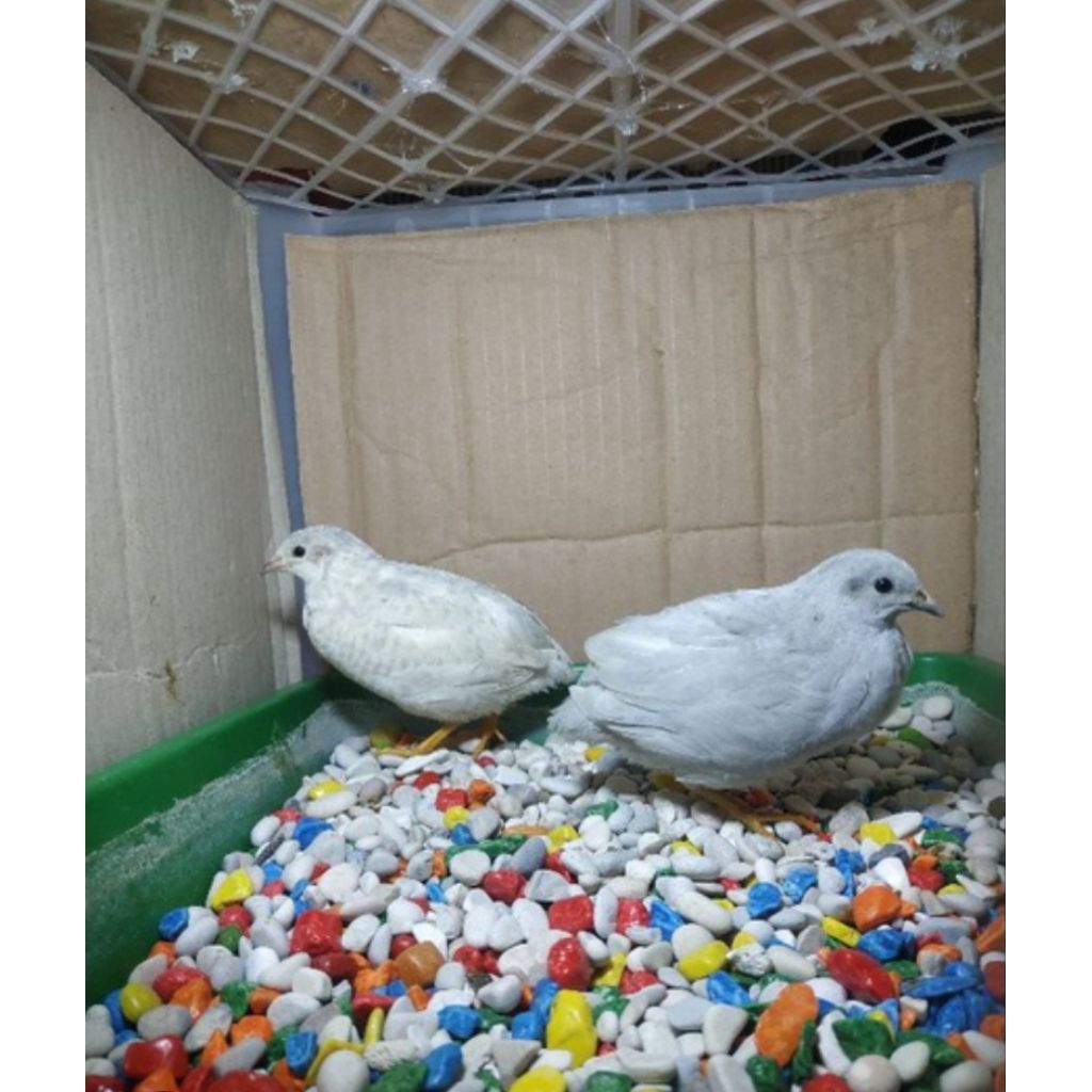 puyuh batu silver sepasang