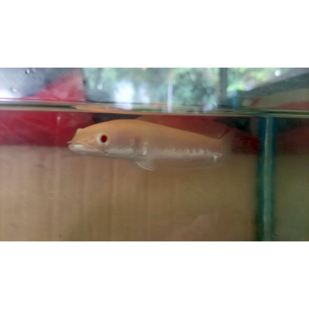 ika chana striata albino size 10-11 cm