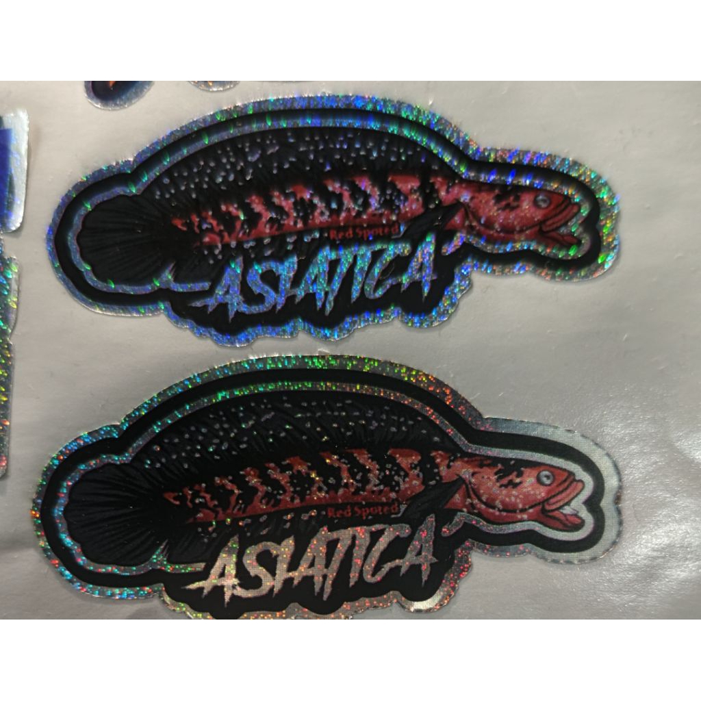 stiker channa asiatica redspot grade super