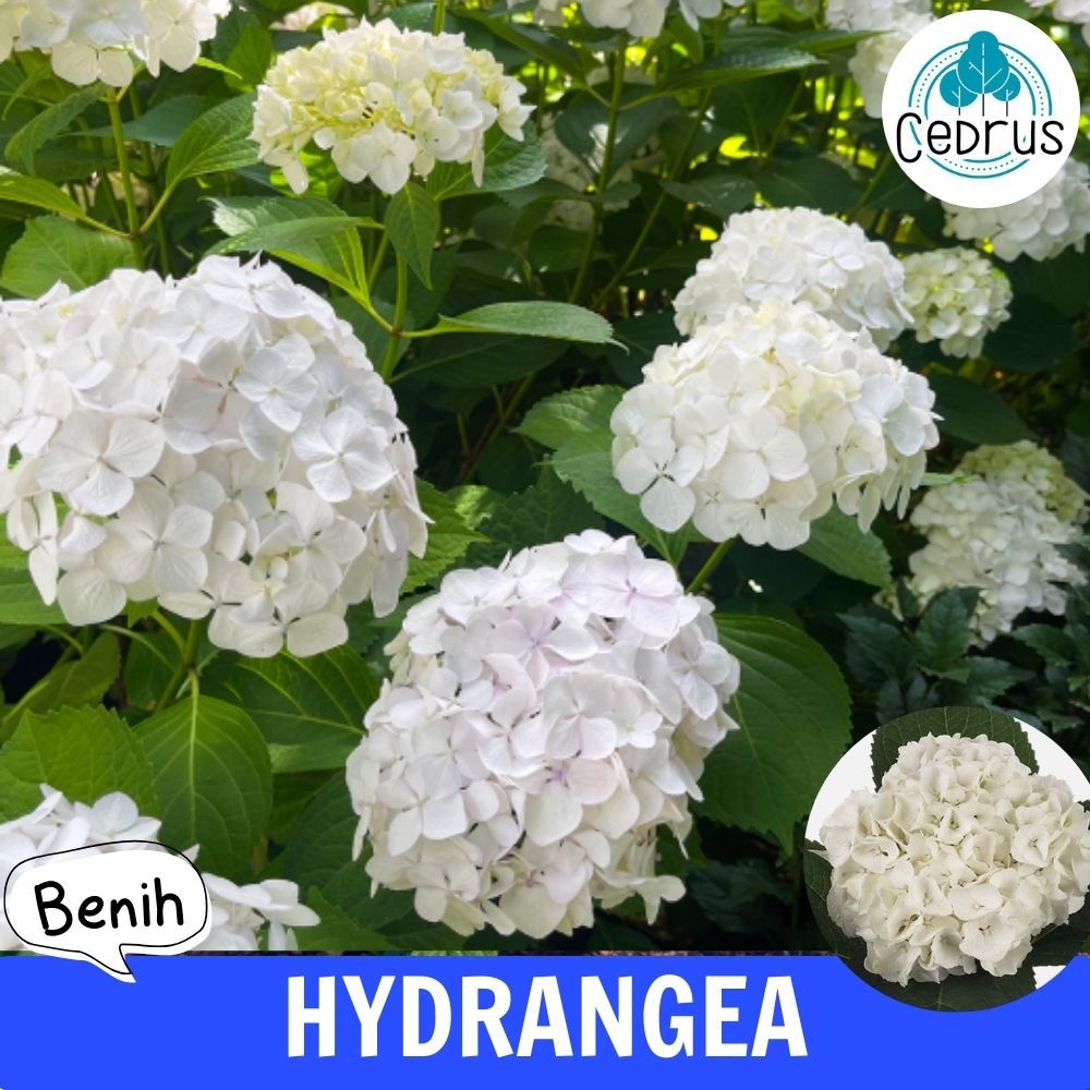 Benih HYDRANGEA WHITE - Bibit Biji Bunga