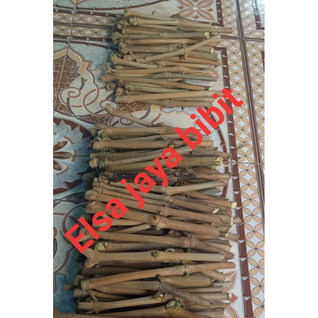 Bibit stek pakan ternak trichantera gigantea