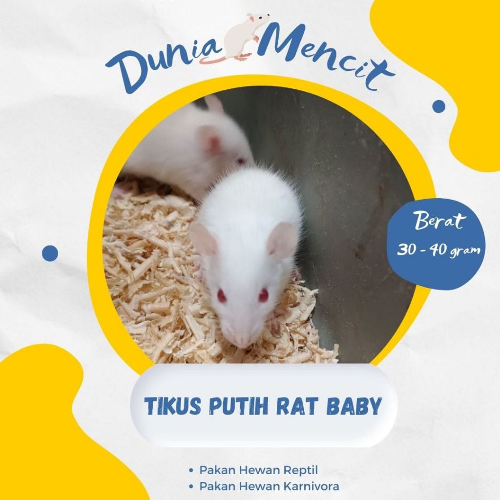 Tikus Putih Rat Baby