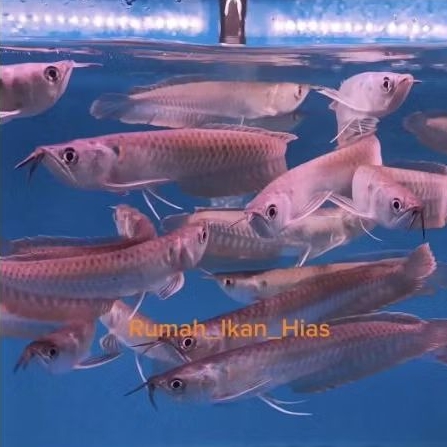 Paket Hias Arwana Silver Red Serat Merah, Fisik Sehat & kondisi Fit