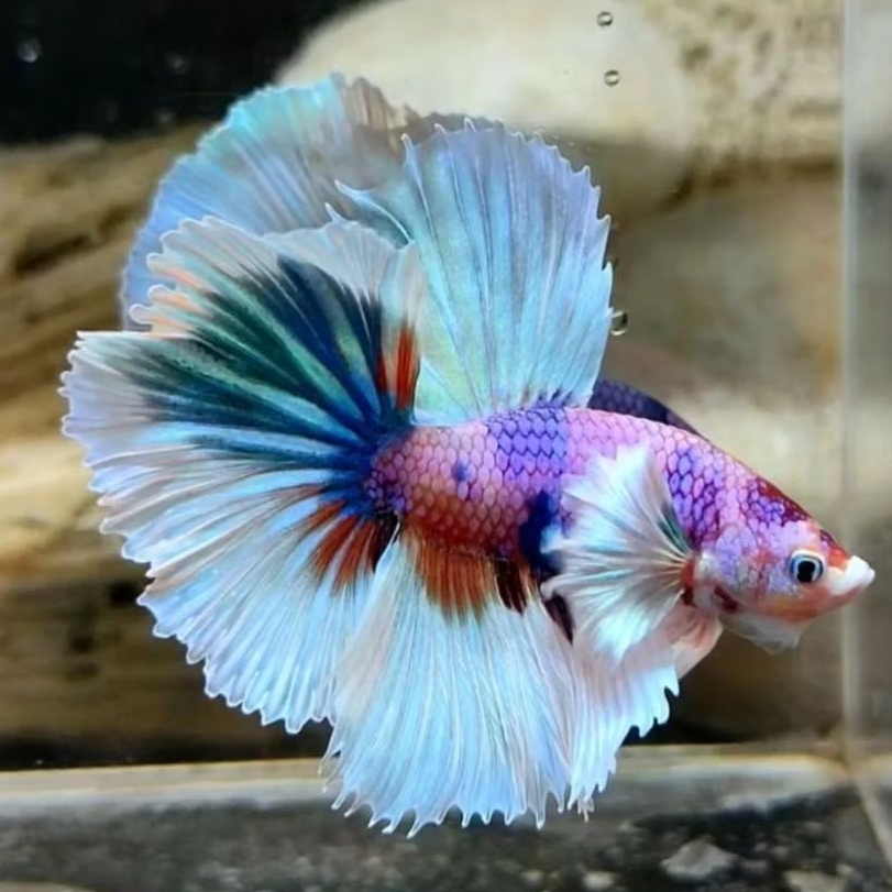 Halfmoon Dumbo Ear Multicolor, Warna Cerah, Bentuk Unik