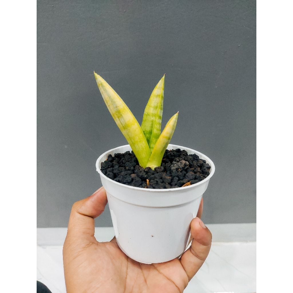 Sansevieria / Sansivera Hybrid Marsha Anjani Variegata