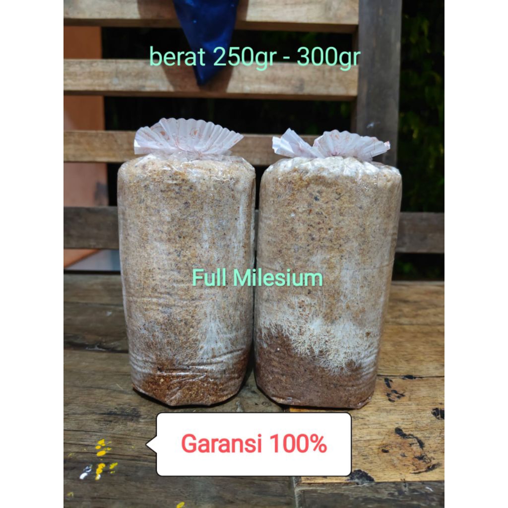 2 PCS BAGLOG JAMUR TIRAM PUTIH SIAP PANEN | BIBIT UNGGUL F3