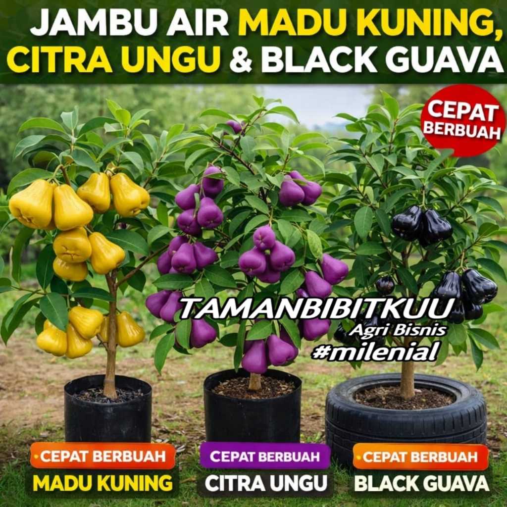 PROMO Paket 3 Bibit Jambu Air Madu Kuning, Jambu Air Citra Ungu, Jambu Air Hitam Black Guava Super