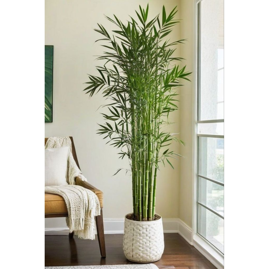 Tanaman Hias Bambu Hoki Sri Rejeki Hijau - Sri Rejeki Varigata - Sri Rejeki Golden Per 5 Batang Tana