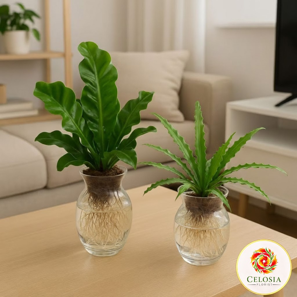 Paket 2 tanaman media air - tanaman hias kadaka lasagna - tanaman hias kadaka osaka