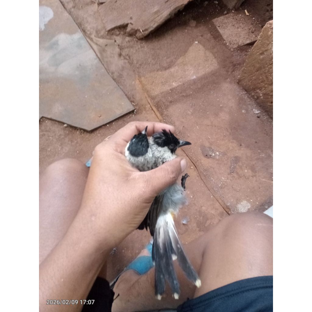 burung kutilang Jawa timur jodohan alam siap ternak masuk kandang.