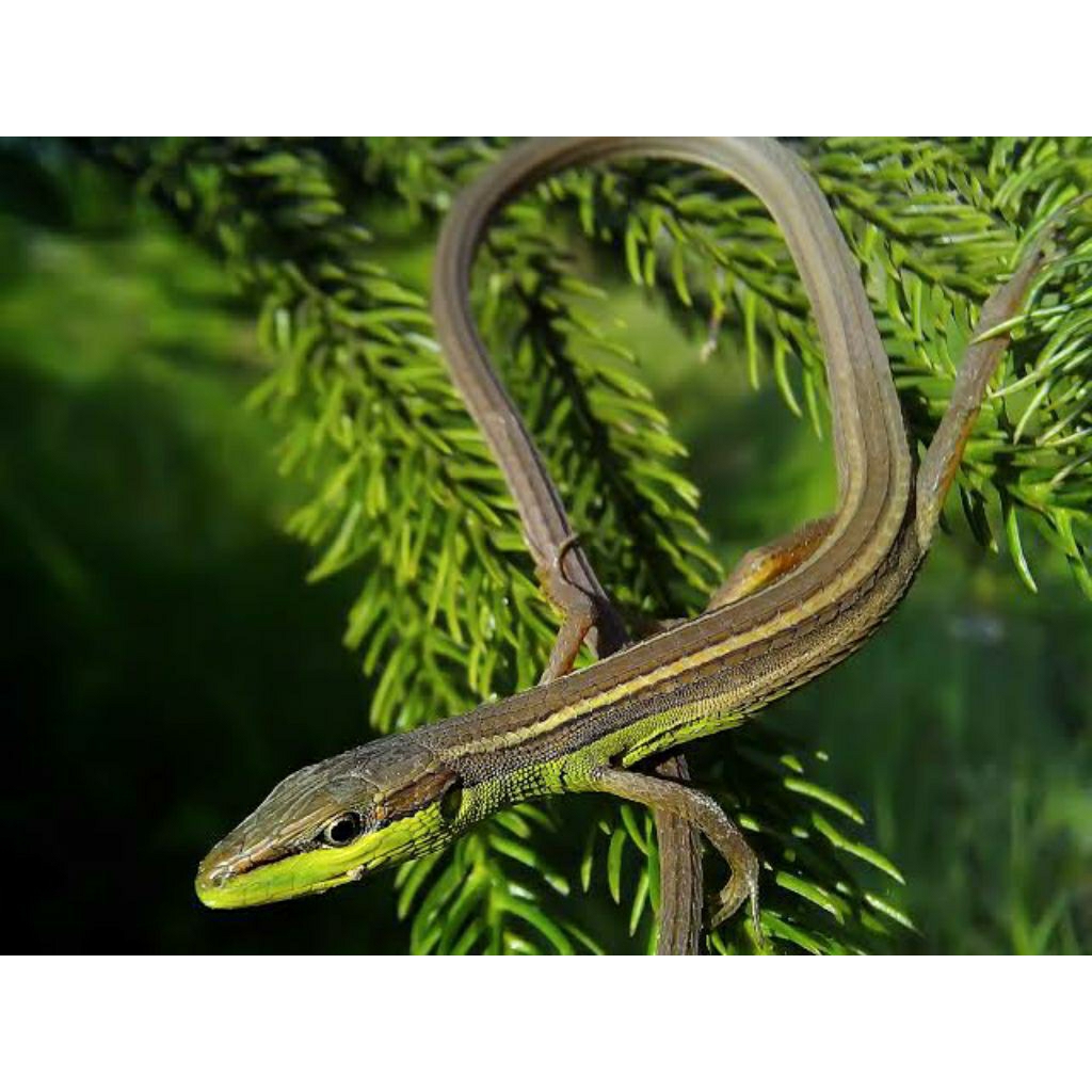 1 ekor (reptile) kadal (hidup) rumput ekor panjang/ selisip untuk mainan anak /umpan burung.