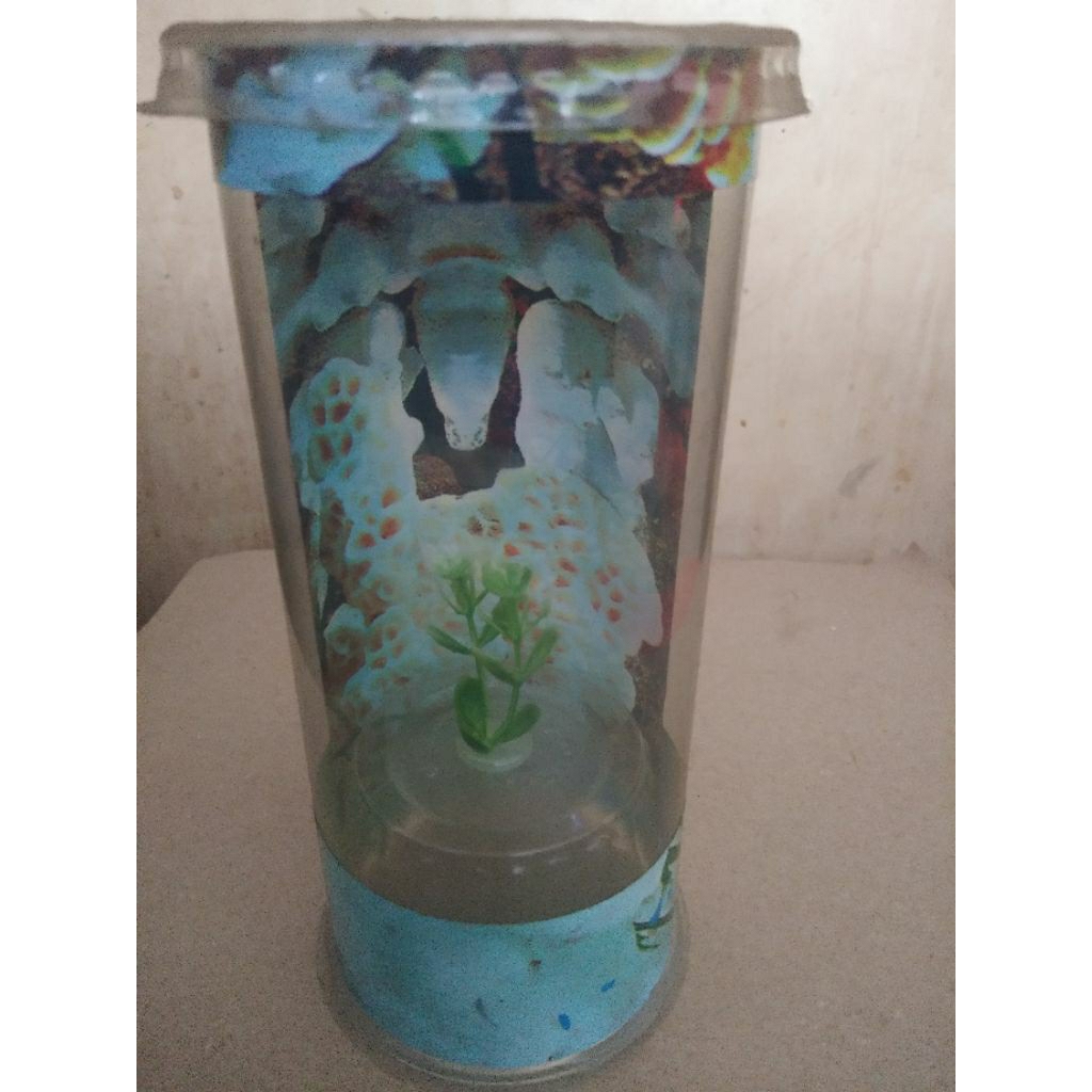 aquarium kecil