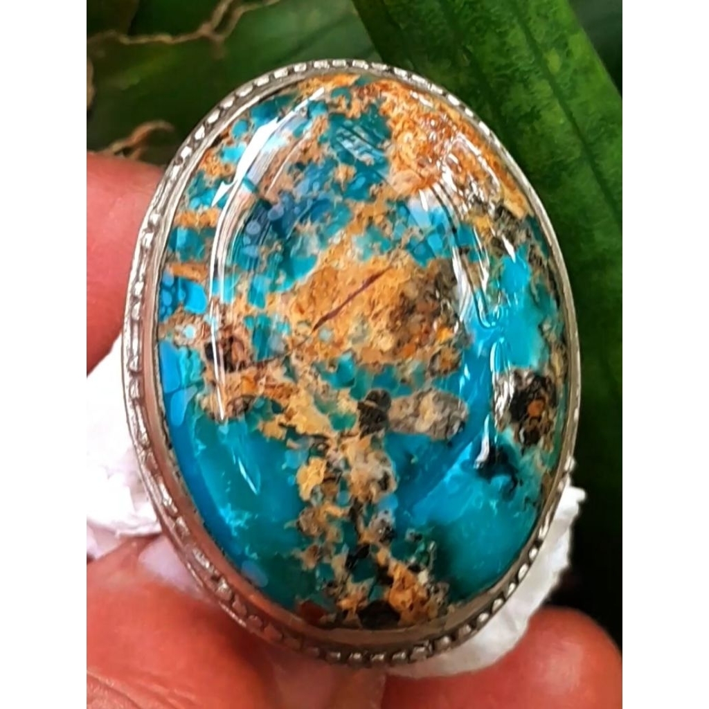 Pirus Persia  lawasan Abdul Rozaq urat emas size jumbo