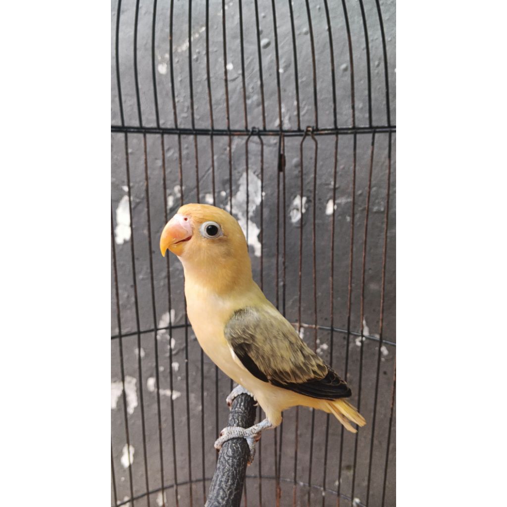 Lovebird paud biola PB euwing