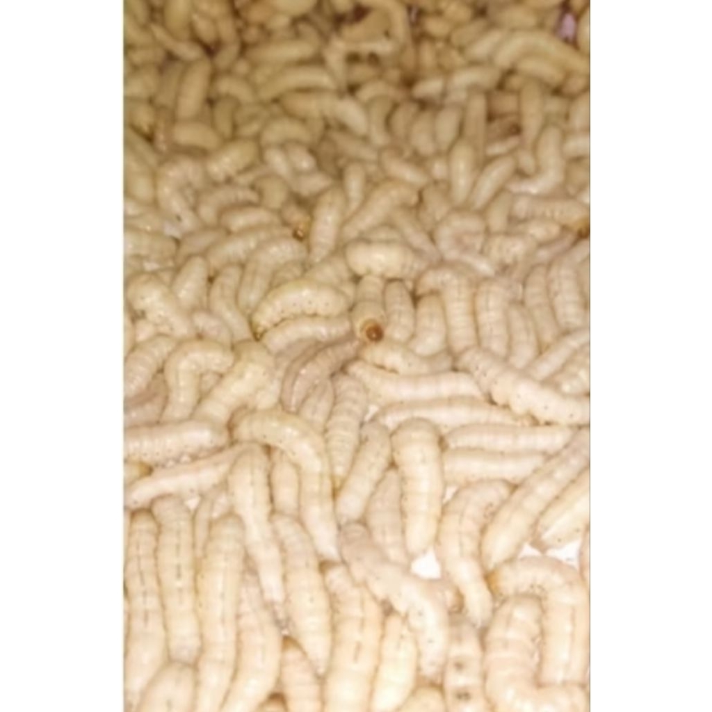 ulat bambu kemasan sedang