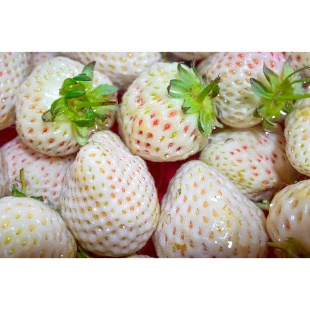 COD - BENIH BUAH STRAWBERRY PUTIH