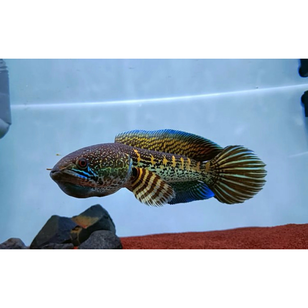 channa baby auranti top grade sortiran paling bagus