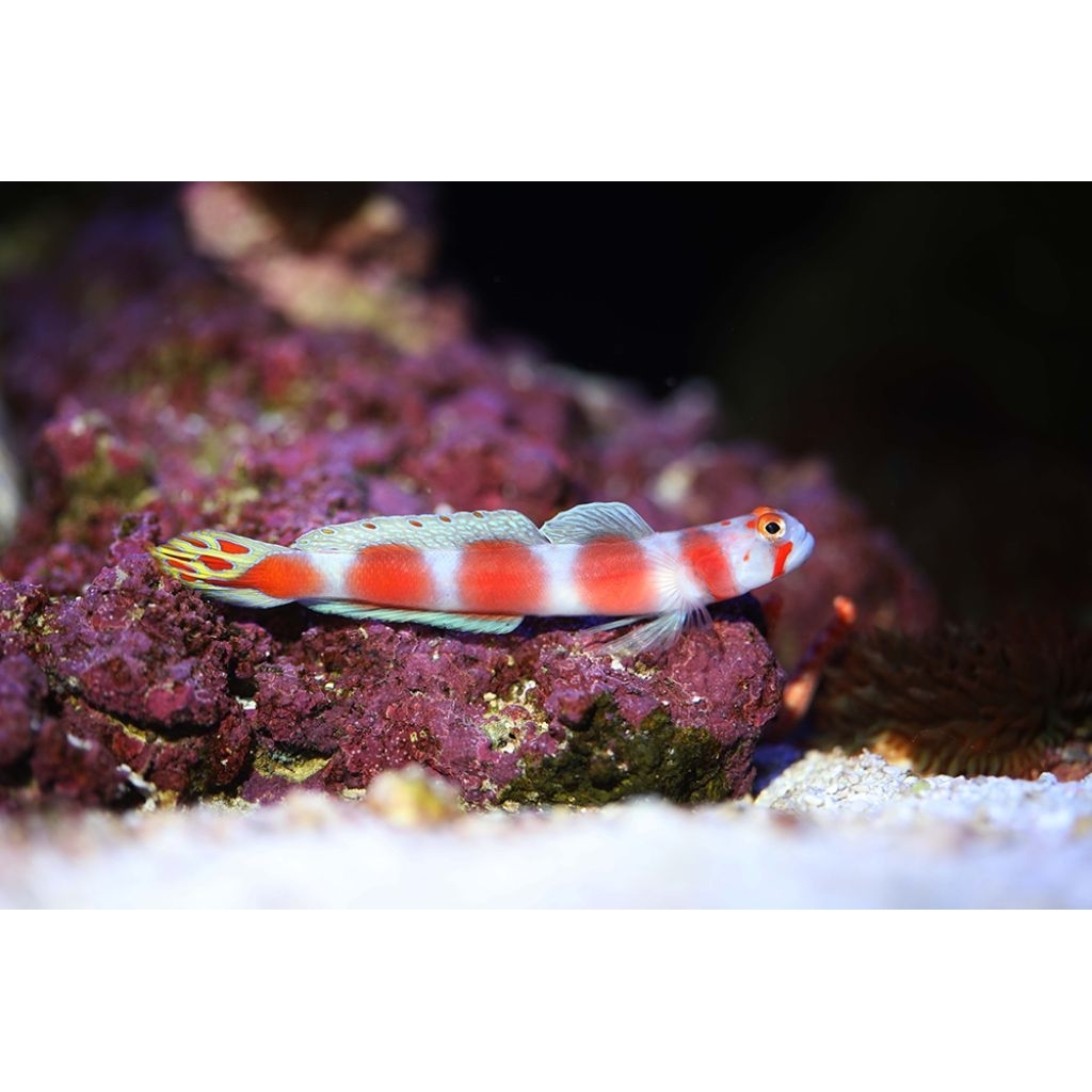 Ikan Hias Air Laut Jabing Lilin (Pinkbar Goby)