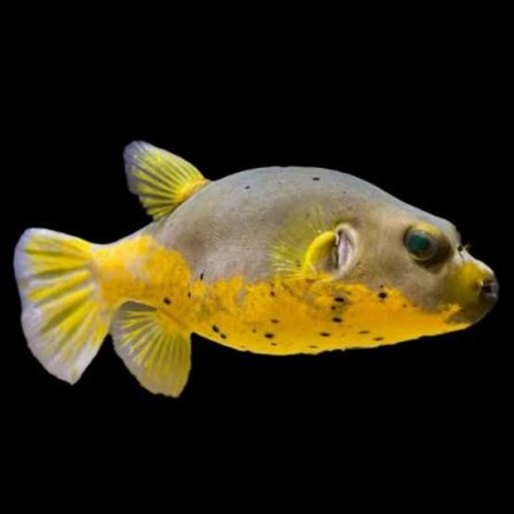 Ikan Hias Air Laut Buntal Anjing Perut Kuning (Yellow Belly Dogface Puffer)