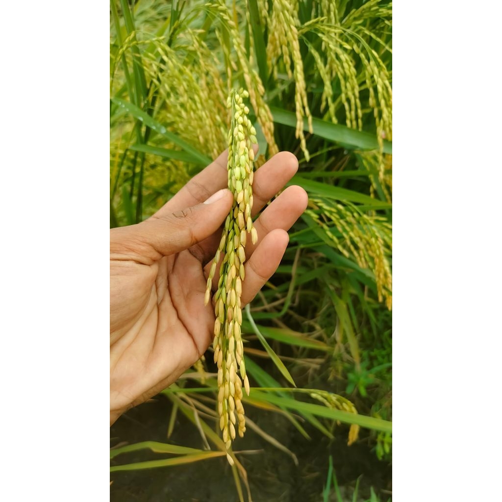 Benih padi Thailand jumbo 5kg original